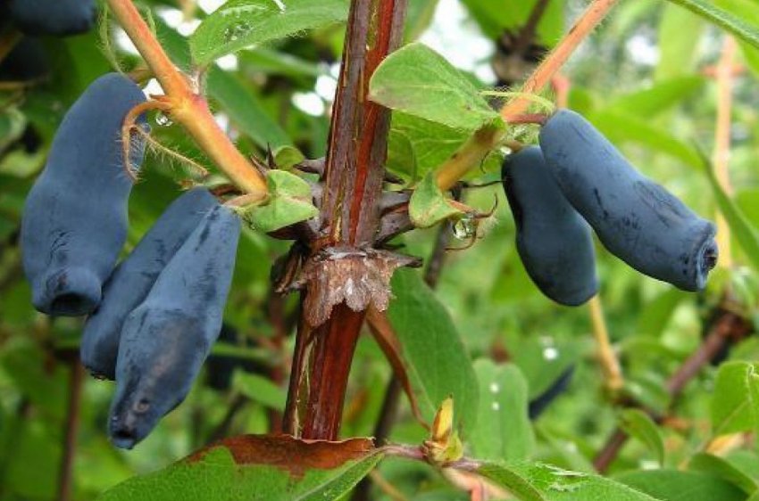 Жимолость Соловей