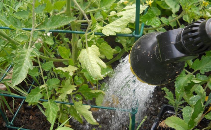 Ручний полив помідорів за допомогою шланга