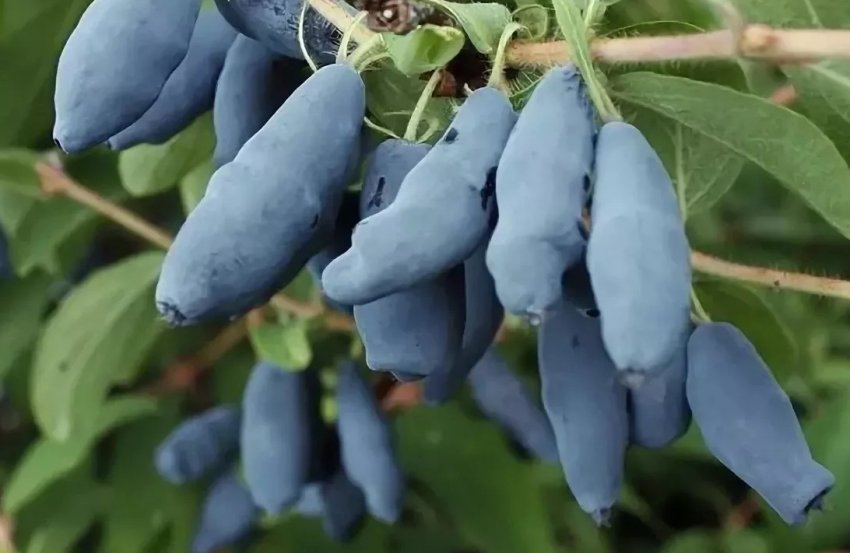 Жимолость Длинноплодная