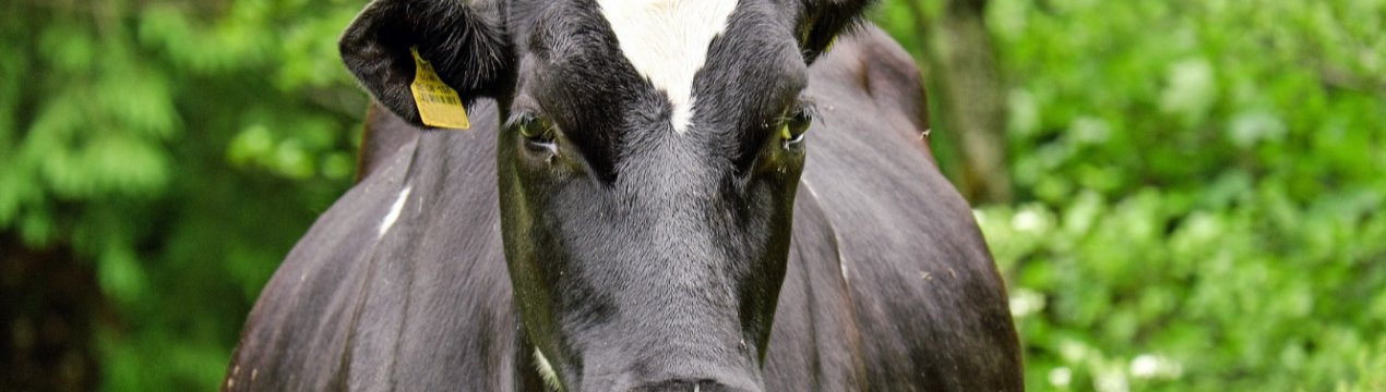 У Костромі побудують «палац» для тисячі корів