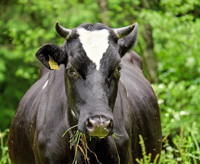 У Костромі побудують «палац» для тисячі корів