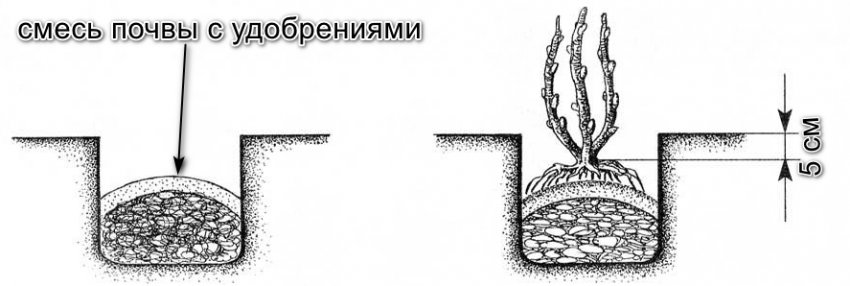 Посадка жимолості Посадка жимолості