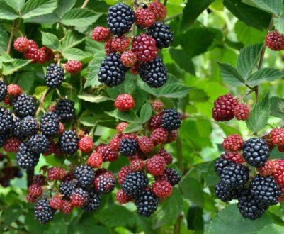 Ожина без шипів: як правильно посадити і виростити, особливості догляду