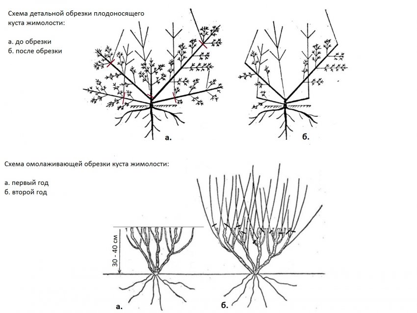 Обрізка жимолості Обрізка жимолості
