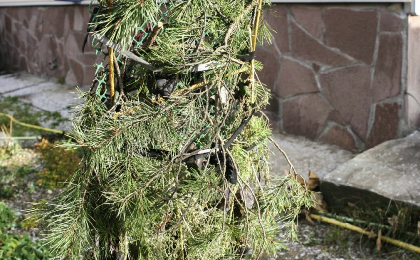 Укрита на зиму лапником жимолость Укрита на зиму лапником жимолость