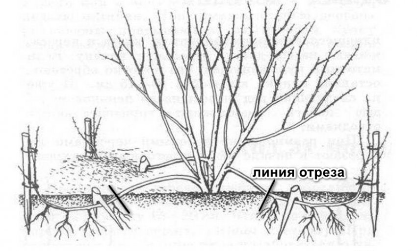 Розмноження жимолості відведеннями Розмноження жимолості відведеннями