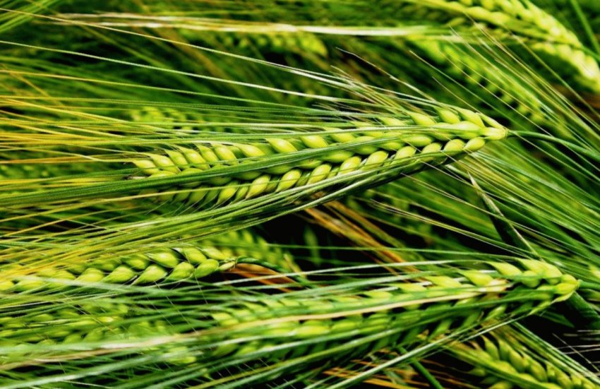 Середня врожайність на полях KSG Agro становить 38 центнерів з гектара Середня врожайність на полях KSG Agro становить 38 центнерів з гектара