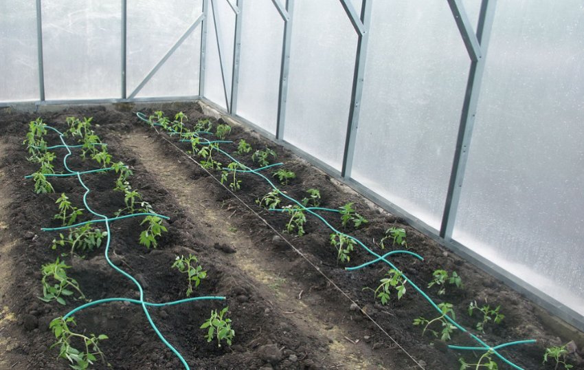 Краплинний спосіб поливу з мережі шлангів