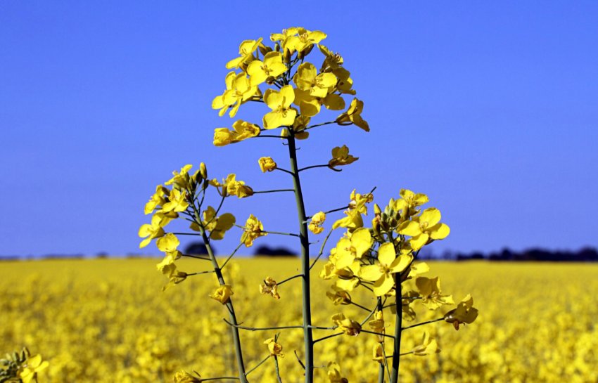 Середня врожайність на полях KSG Agro становить 38 центнерів з гектара Середня врожайність на полях KSG Agro становить 38 центнерів з гектара