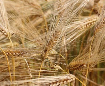 Середня врожайність на полях KSG Agro становить 38 центнерів з гектара