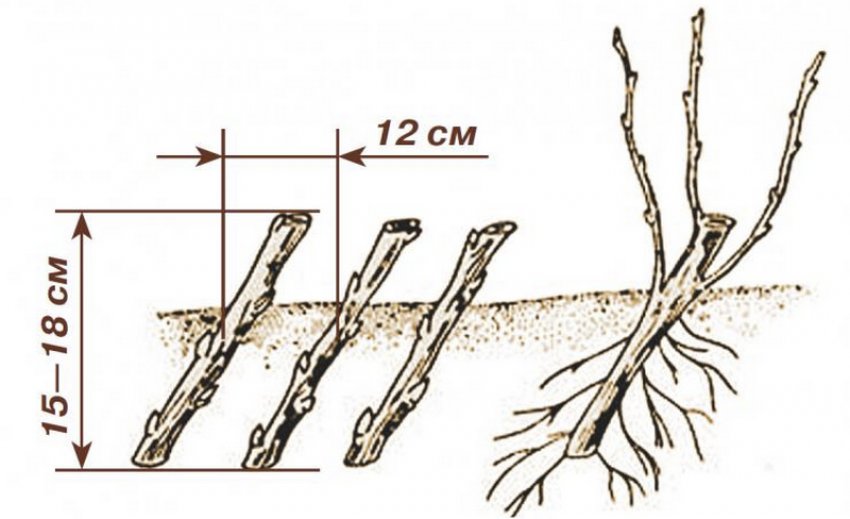 Посадка живців жимолості Посадка живців жимолості