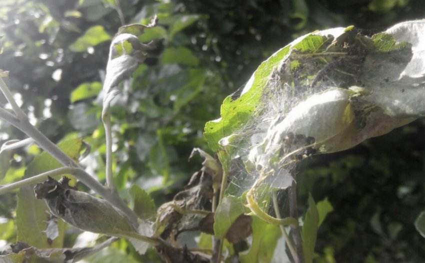 Листовійка на жимолості Листовійка на жимолості