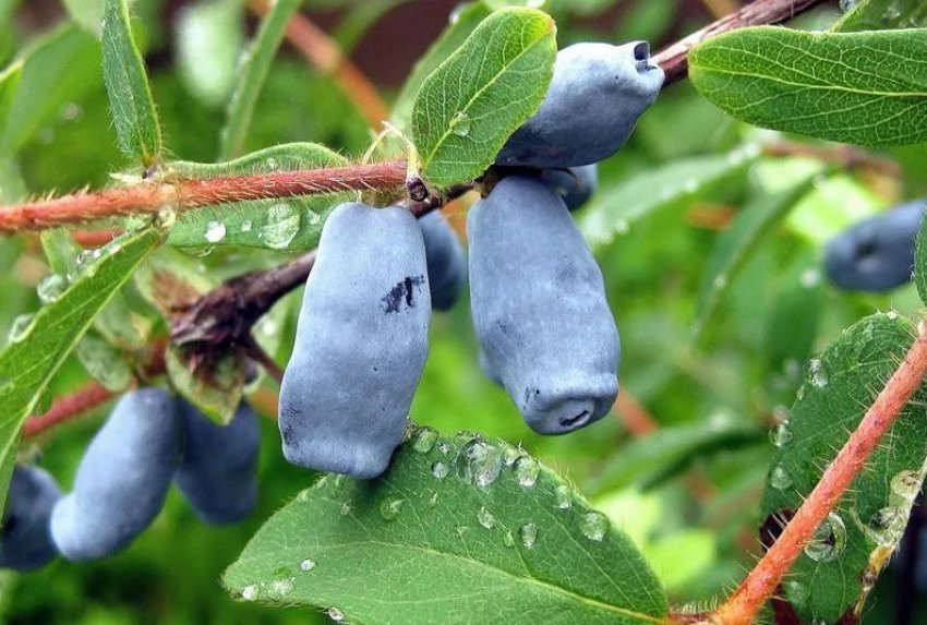 Жимолость Слов'янка