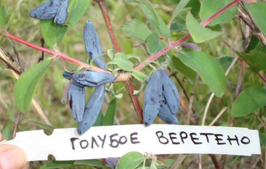Блакитне веретено Блакитне веретено