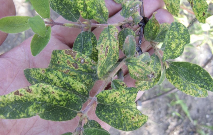 Ознака поразки жимолості попелиць Ознака поразки жимолості попелиць