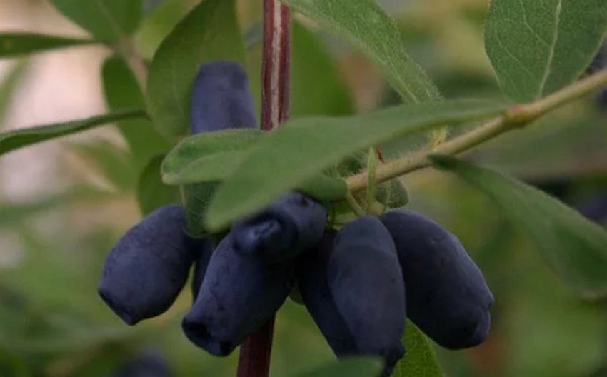 Жимолость Челябинка