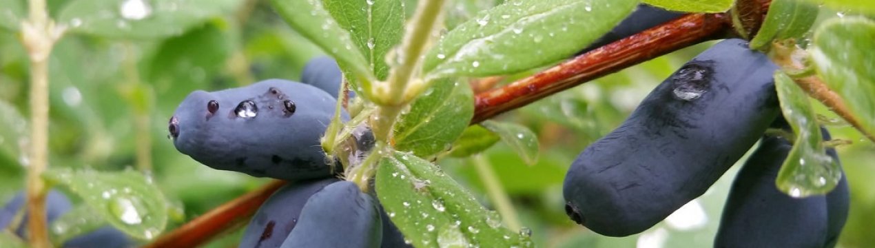 Жимолость в Підмосков'ї: як правильно садити і вирощувати