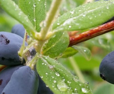 Жимолость в Підмосков'ї: як правильно садити і вирощувати