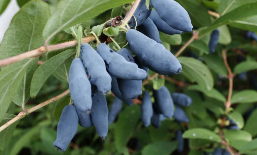 Блакитне веретено