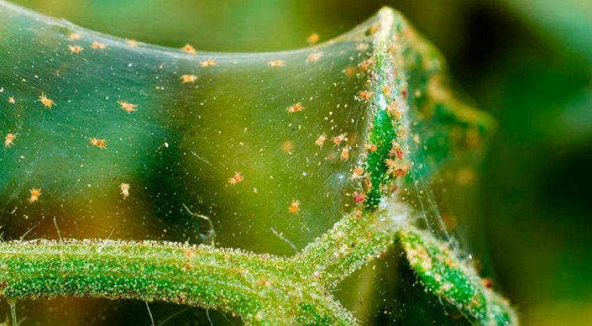 Павутинний кліщ Павутинний кліщ