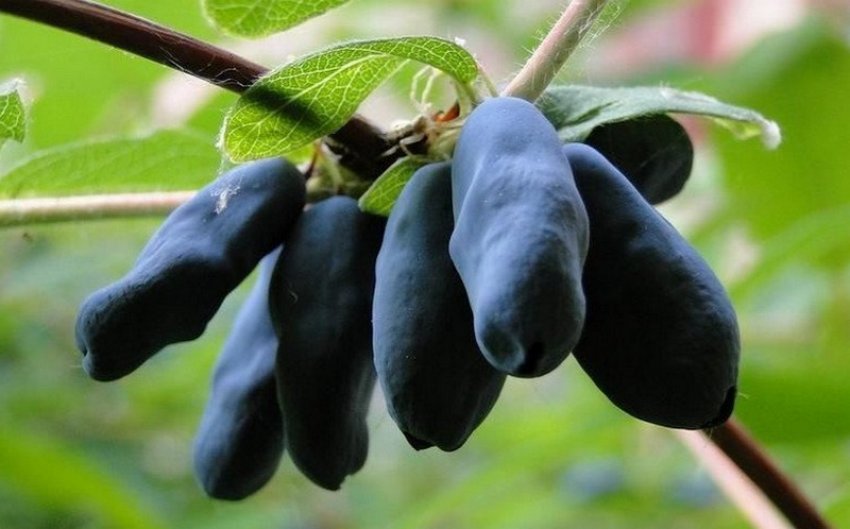 Лебідонька