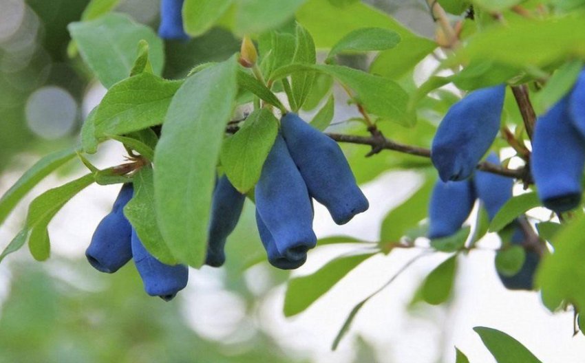 Павловська