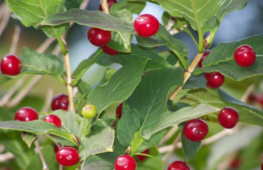 Альпійська жимолость