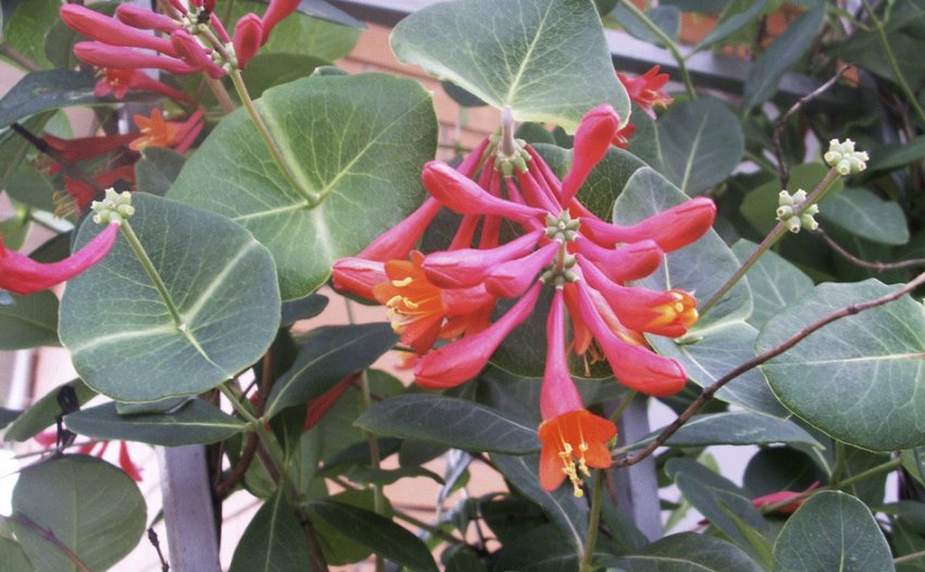 Жимолость Брауна