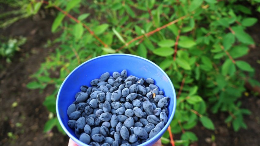 Плоди жимолості Плоди жимолості