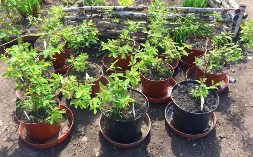 Саджанці жимолості