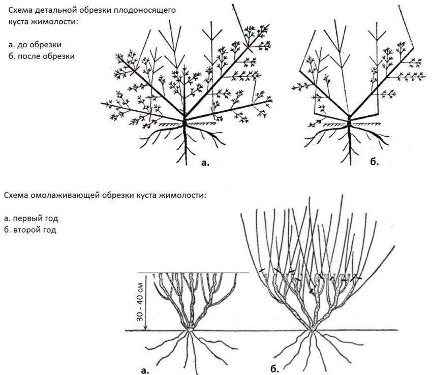 Обрізка жимолості