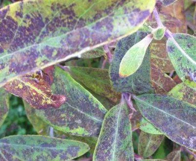 Шкідники і хвороби жимолості: способи лікування та профілактики