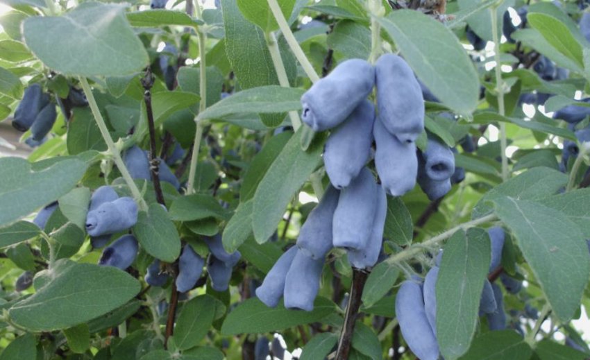 Жимолость Обраниця Жимолость Обраниця