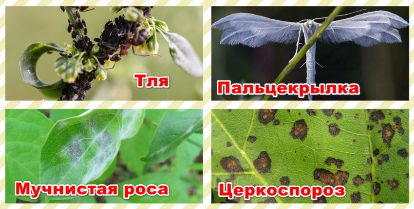 Хвороби і шкідники