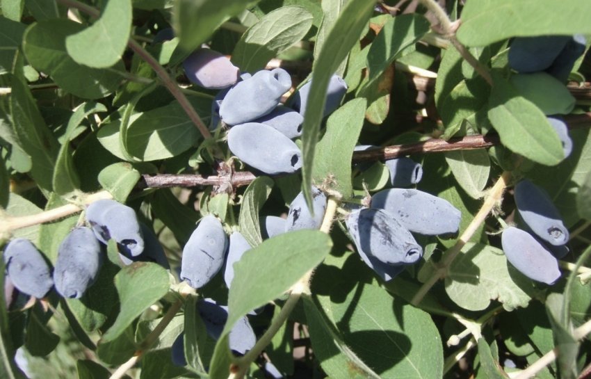 Жимолость Лазурит Жимолость Лазурит