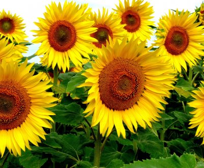 Хвороби культурних рослин атакують поля і городи України