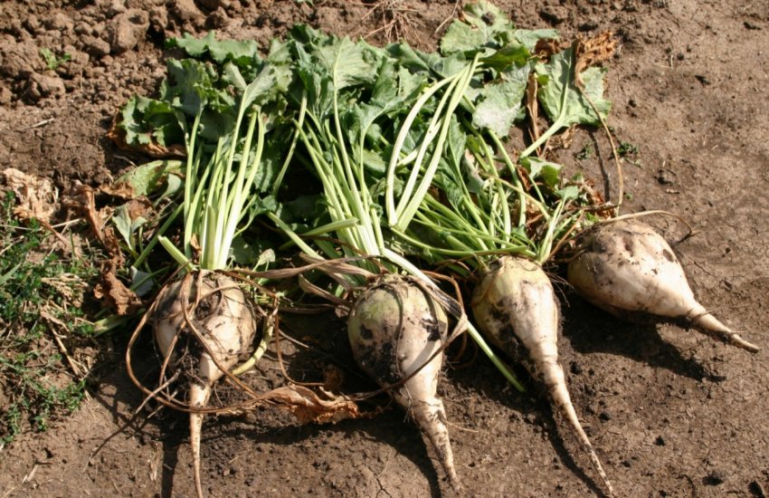 Хвороби культурних рослин атакують поля і городи України Хвороби культурних рослин атакують поля і городи України