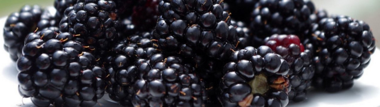 Ожина Китатини (Киттатинни): характеристика та особливості вирощування