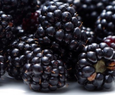 Ожина Китатини (Киттатинни): характеристика та особливості вирощування