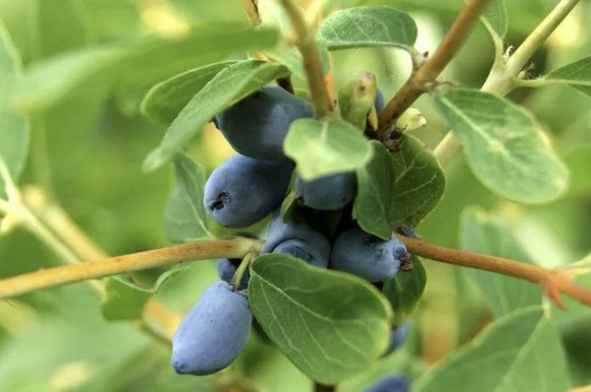 Жимолость Ленита Жимолость Ленита