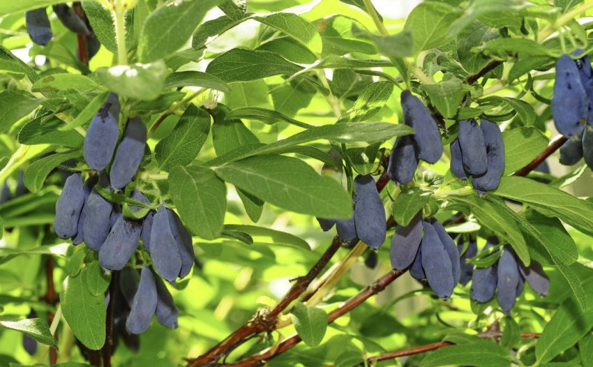 Жимолость Морена Жимолость Морена