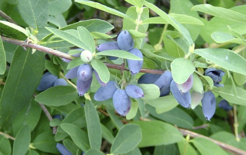 Жимолось Павловська Жимолось Павловська