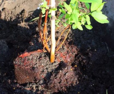 Як правильно висадити саджанці жимолості навесні в грунт