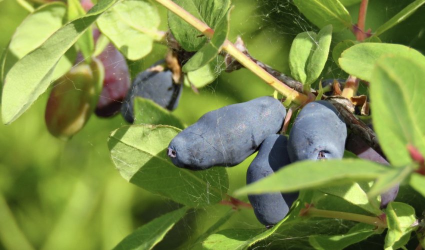Жимолость Альтаїр Жимолость Альтаїр