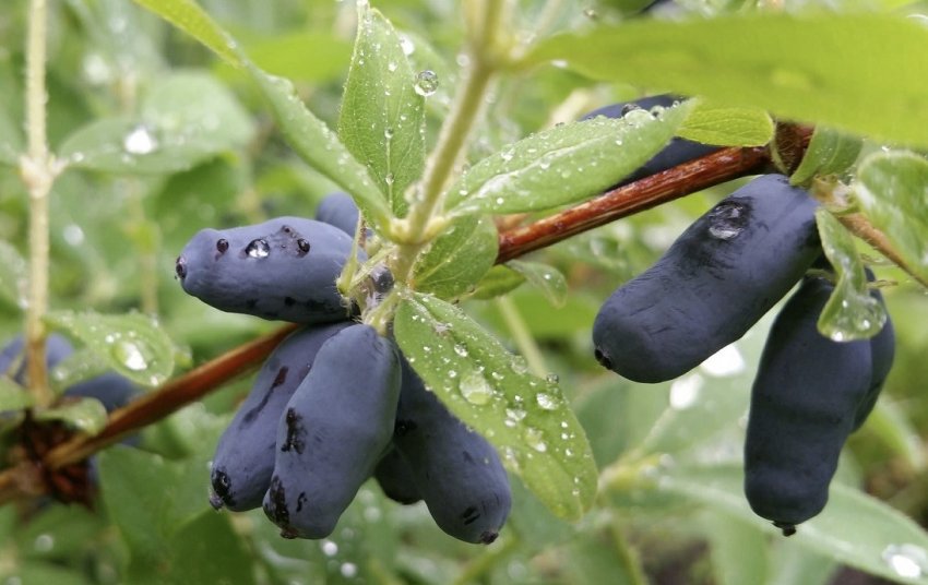 Жимолость Длинноплодная Жимолость Длинноплодная