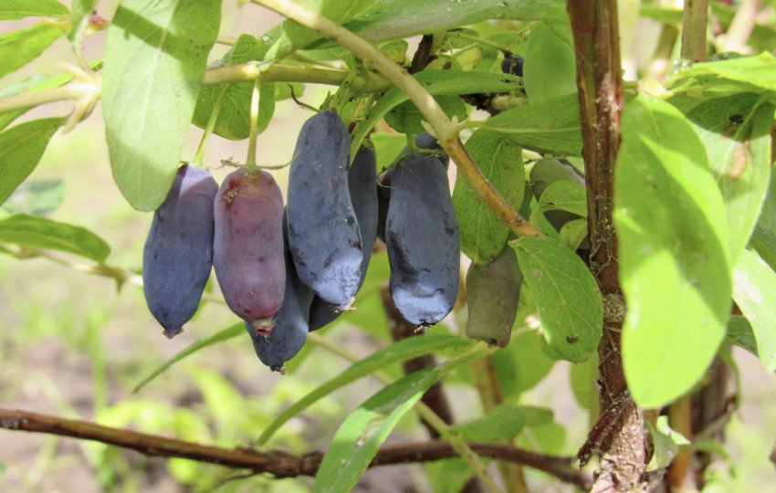 Жимолость Раменская Жимолость Раменская