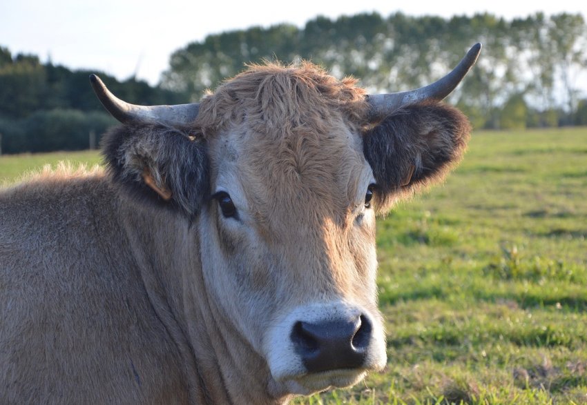 Алтайські аграрії готують «обіди» на чотириста тридцять тисяч персон Алтайські аграрії готують «обіди» на чотириста тридцять тисяч персон