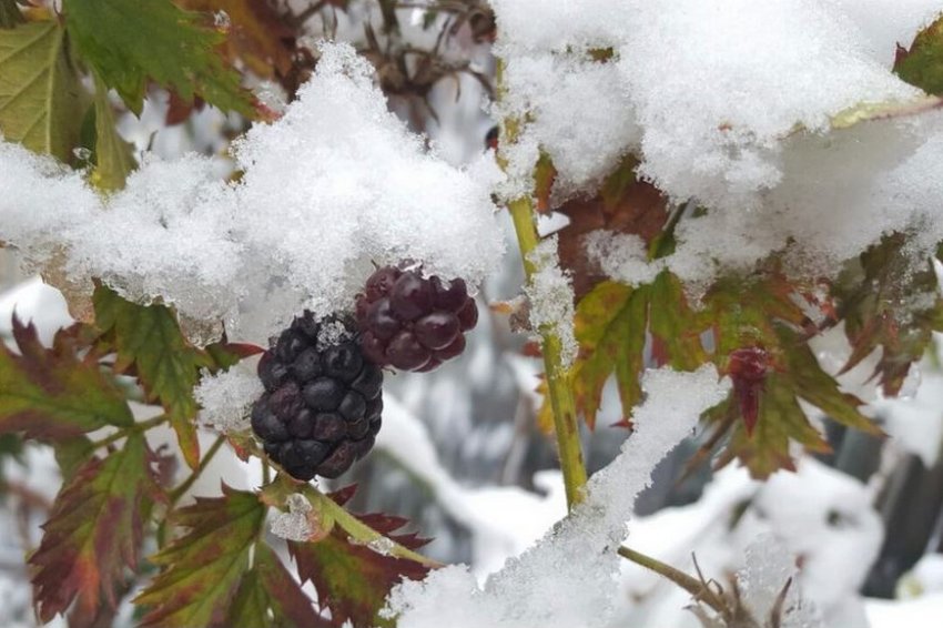 Ожина взимку Ожина взимку