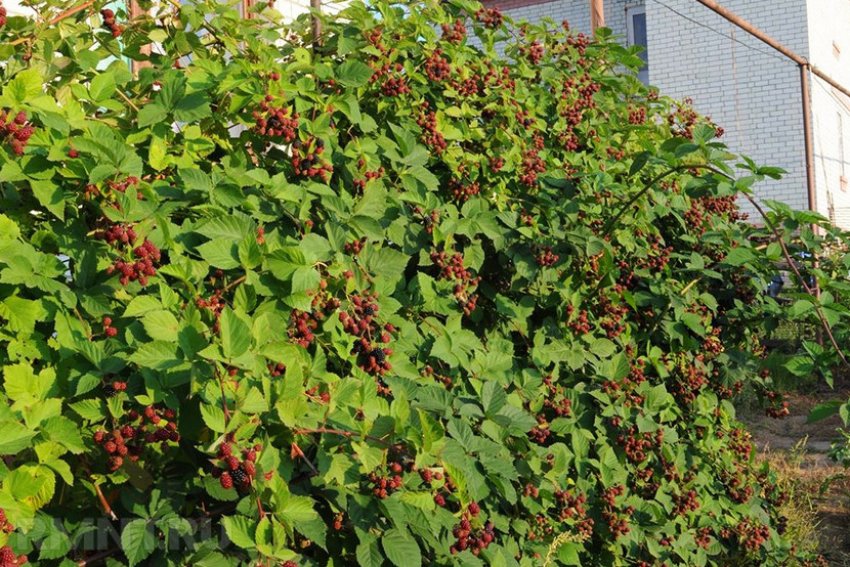 Кущ ожини Кущ ожини