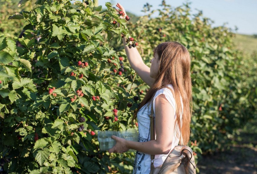 Збір врожаю ожини Збір врожаю ожини